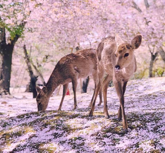 Deer Hostel- - 外国人向け - 日本人予約不可 Nara Exterior foto